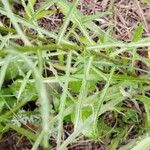 Leucanthemum virgatum 葉