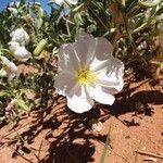 Oenothera albicaulis Çiçek