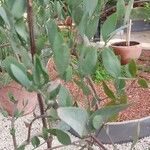 Simmondsia chinensis Φύλλο