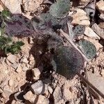 Hieracium glaucinum Folio