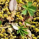 Potentilla crantzii Blad