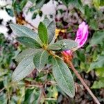 Rhododendron simsiiFoglia