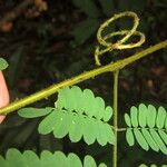 Senegalia kraussiana Leaf