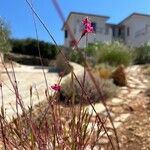 Oenothera lindheimeriফুল