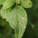 Stachytarpheta mutabilis Leaf