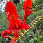 Crocosmia paniculata Flower