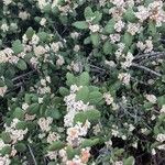 Ceanothus crassifolius Blüte