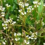 Valerianella dentata Fleur