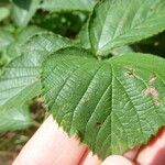 Rubus ignoratus Levél