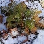 Dryopteris intermedia Hoja