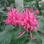 Justicia carnea Flower