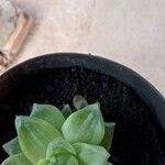 Haworthia cymbiformis Yaprak