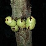 Iryanthera juruensis Fruit