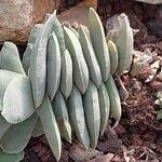 Crassula perfoliata Φύλλο