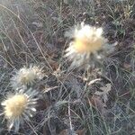 Carlina vulgarisFlower