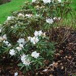 Rhododendron adenogynum Habit