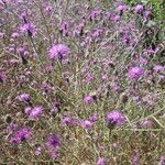 Centaurea stoebeᱵᱟᱦᱟ