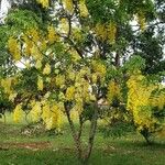 Cassia fistula Habit