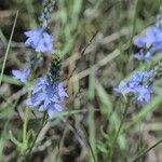 Veronica orsiniana Fiore