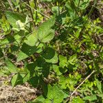 Eupatorium rotundifolium Leaf