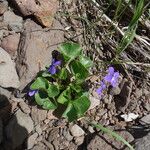 Viola nephrophylla Flor