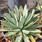 Agave macroacantha Ліст