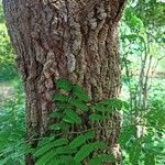 Caesalpinia coriaria 樹皮