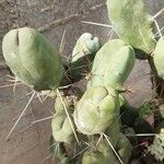 Echinopsis lageniformis Hoja