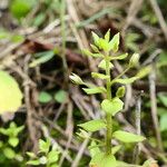 Lysimachia ovalis Yeri