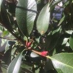 Photinia serratifolia Плод