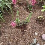 Salvia roemeriana Flor