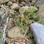 Potentilla nivalis Habit