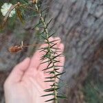 Acacia ulicifolia葉