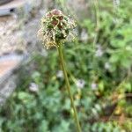 Sanguisorba minorFlower