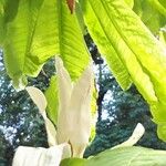 Magnolia tripetala Lorea