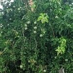 Aegle marmelos Hoja