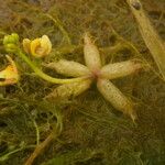 Utricularia stellaris Λουλούδι