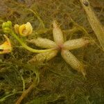 Utricularia stellaris Blomma