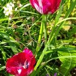 Tulipa agenensisFlower