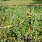 Cylindropuntia leptocaulis Folha