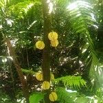 Averrhoa carambola 果實