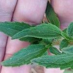 Stevia rebaudiana Blatt