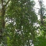 Preslianthus pittieri Elinympäristö