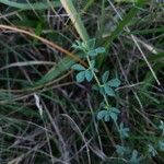 Lotus corniculatus Folla