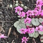 Cyclamen coum Облик