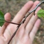 Prunus americana Blatt