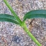 Cerastium alpinum Leaf