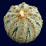 Astrophytum asterias Агульны выгляд