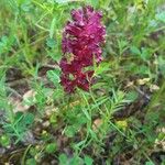 Orobanche sanguineaЦветок