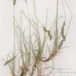 Festuca lemanii Habitatea